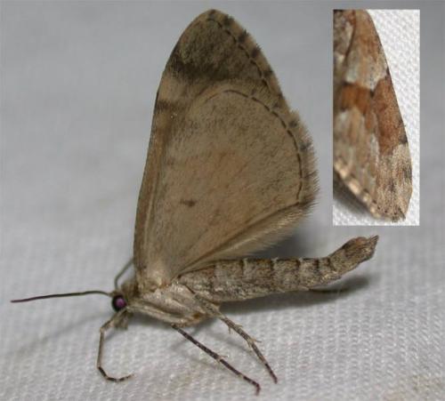 Réf. 46 163 : Thera obeliscata