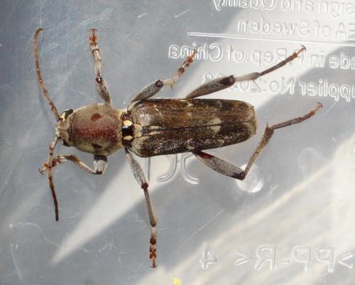 Xylotrechus stebbingi