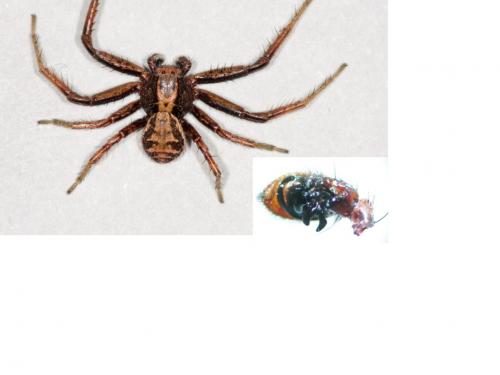 Xysticus kochi