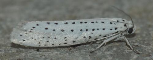Yponomeuta evonymella