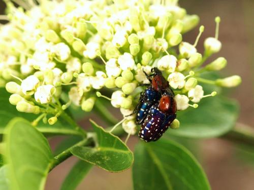 Leucocelis sp.