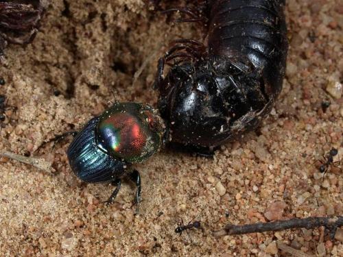 Proagoderus semiiris