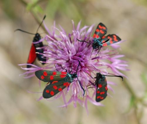 Zygaena sp.
