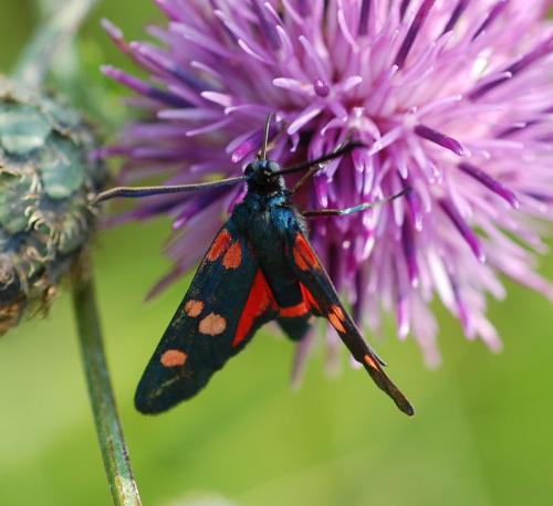 Zygaena ephialtes