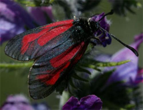 Zygaena sp.