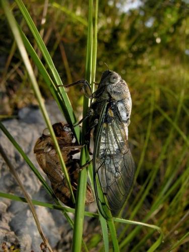 Lyristes plebejus