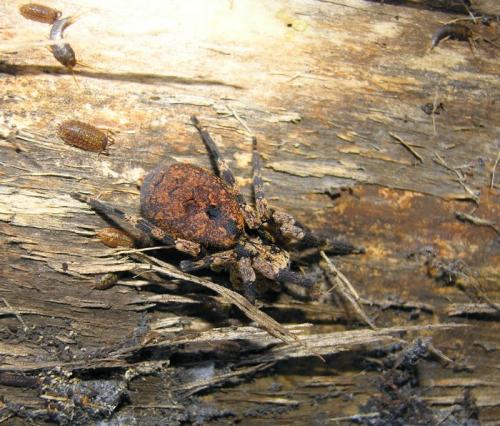 Zoropsis spinimana