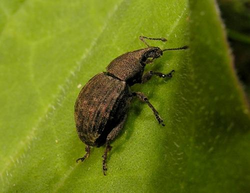 Tropiphorus elevatus