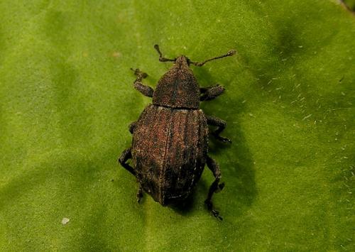 Tropiphorus elevatus