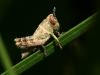 46037 – Photo : Franck Buron – France (49)