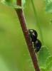 46209 – Photo : patrick derennes – France (91)