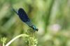46425 – Photo : yann29sama – France (16)