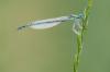 46698 – Photo : V.dragonfly – France (03)