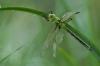 46293 – Photo : V.dragonfly – France (03)