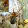Amaurobius sp.