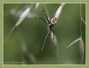 46733 – Photo : Jean Jacques – France (59)
