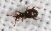 46210 – Photo : Arthropa - Benoit Martha – France (71)