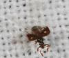 46211 – Photo : Arthropa - Benoit Martha – France (71)