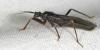 46098 – Photo : Arthropa - Benoit Martha – France (71)