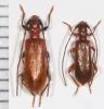 46703 – Photo : Arthropa - Benoit Martha – France (71)