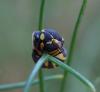 46723 – Photo : H. Dumas – France (13)