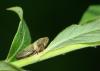 Aphrophora alni