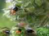 46481 – Photo : Arp – France (17)