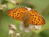 46107 – Photo : Michel Ehrhardt – France (68)