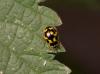Propylea quatuordecimpunctata