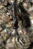 46697 – Photo : Liboupat – France (60)