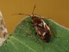 46508 – Photo : Bernard BOHER – France (09)
