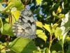 46101 – Photo : Arnaud Jean-Pierre – France (66)