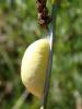 46858 – Photo : Arnaud Jean-Pierre – France (09)