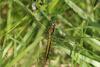 46510 – Photo : Bruno Gilquin – France (08)