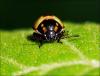 46375 – Photo : frodon – France (33)