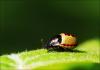 46374 – Photo : frodon – France (33)