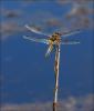 46393 – Photo : frodon – France (33)