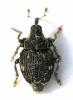 46422 – Photo : Dominique Poirier-Ducrocq – France (22)