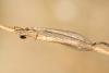46667 – Photo : Aurelien Daloz – France (34)