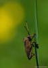 46223 – Photo : Alain Chappuis – France (74)