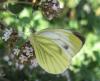 46589 – Photo : Druet Nicole – Belgique