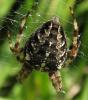 Araneus diadematus