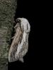 46025 – Photo : Simon Labonne – France (34)