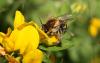 46868 – Photo : eudemis – France (33)