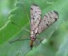 46081 – Photo : Druet Nicole – Belgique