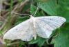46969 – Photo : Druet Nicole – Belgique