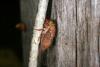 46649 – Photo : Nicolas Sellier – Guyane française