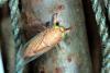 46651 – Photo : Nicolas Sellier – Guyane française