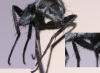 Hydrotaea sp.