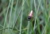 46532 – Photo : Didier DRUART – France (52)